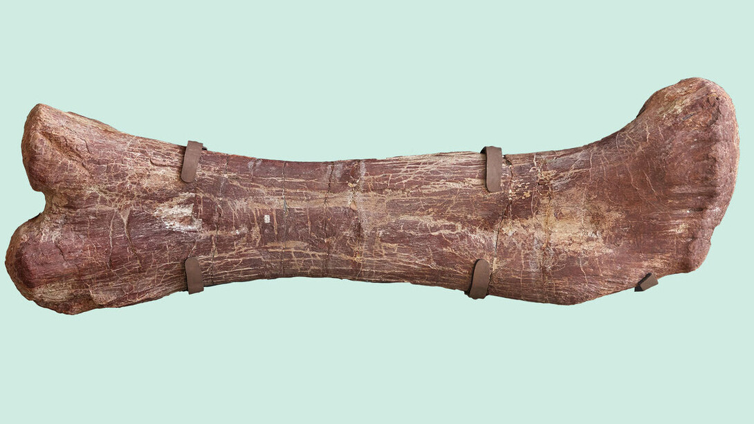 Máximo the Titanosaur. Courtesy of Field Museum