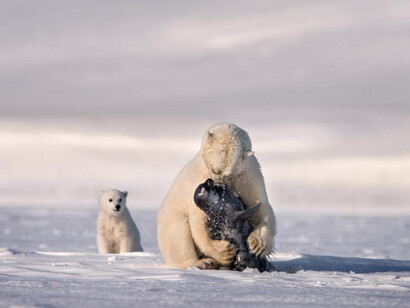 Canada Goose Arctic Gallery. Courtesy of Canadian Museum of Nature