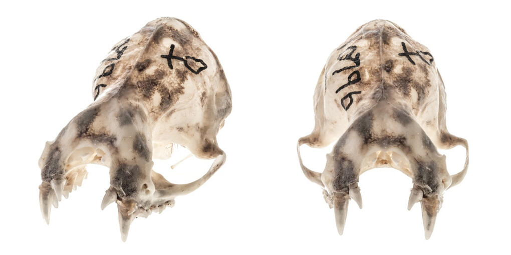 Mammalogy. Courtesy of Royal BC Museum