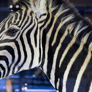 Evolution in Action. Courtesy of Museum für Naturkunde