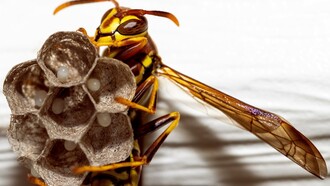 Bacia de salada coberta com embalagem de cera de abelha