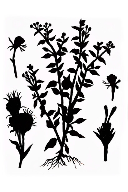 Tim Hunter, Heartleaf brickellia, 2025. Courtesy of Spalding Nix Fine Art
