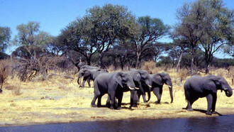 Elefanti nel Hwange National Park