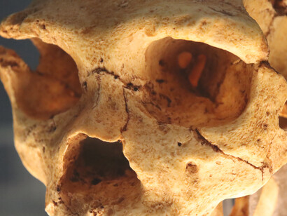 Miguelón (teschio 5) trovato nella Sierra de Atapuerca, Burgos, Spagna. Fossile di Homo heidelbergensis, nel museo Domus, A Coruña, Spagna (Fernando Losada Rodríguez)