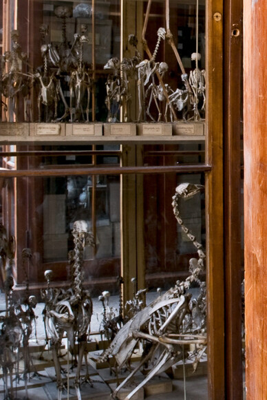 Vögel. Courtesy of Museum für Naturkunde