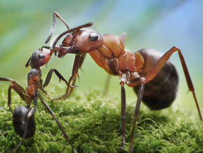Una hormiga en busca de alimento