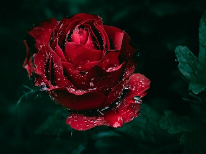 A deep red rose, kissed by raindrops in the hush of twilight, unfurls like the aching stanzas of a love poem whispered to the night