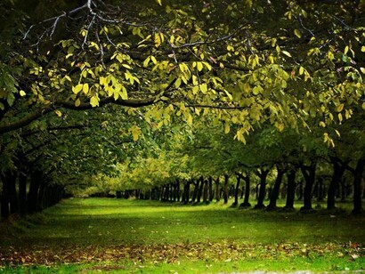 Bosco di noci