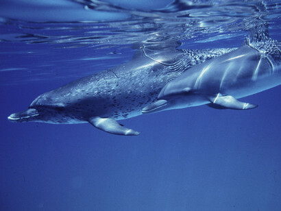 Gli abitanti dell'Oceano