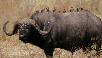 Bufalo africano