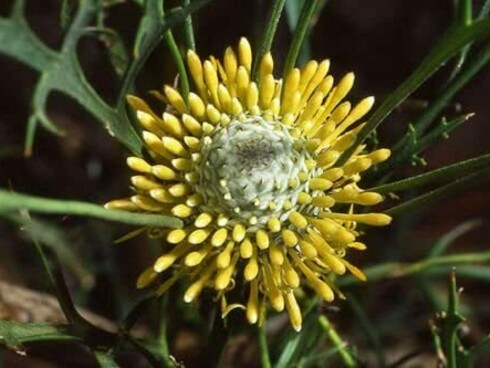 Isopogon, è l'essenza per chi non impara i propri errori