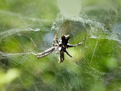«Cyrtophora citricola» hembra
