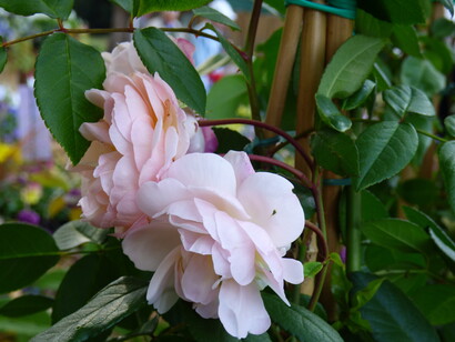 Rosa rampicante 'The Lady of the Lake'