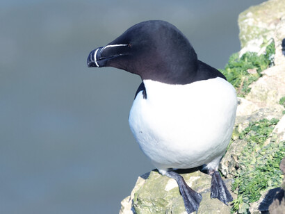 Razorbill (c) Gehan de Silva Wijeyeratne