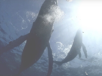 Linguaggio e comunicazione con i cetacei. Ma se le immagini sono un modo efficace per comunicare con gli extraterrestri, perché non usarle anche per comunicare con le balene? Questa è una domanda che si è posta una ricercatrice italiana, Elena Papaleo, che ha ideato un progetto chiamato "Whale Talk". Il progetto consiste nel proiettare delle immagini sott'acqua, usando dei LED subacquei, con lo scopo di stimolare la curiosità e la reazione delle balene