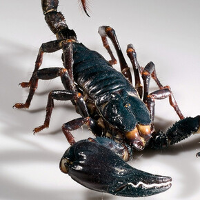 Spiders and Myriapods. Courtesy of Museum für Naturkunde