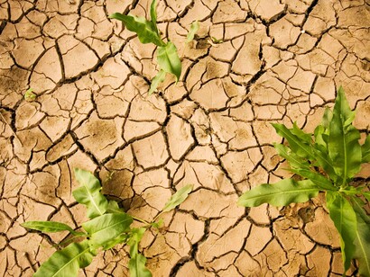 A vida que cresce no deserto