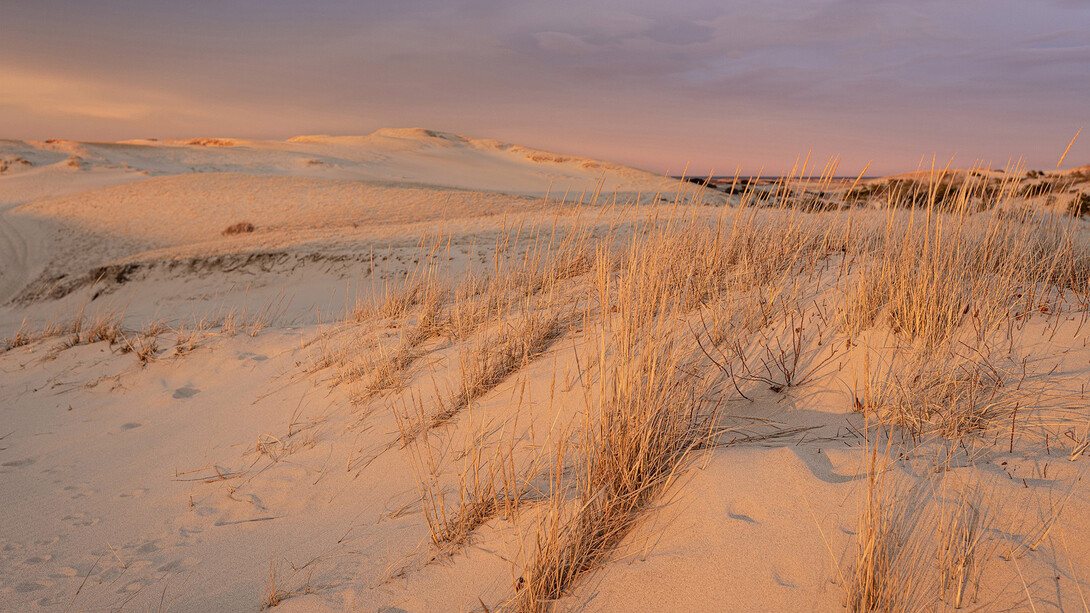 Jane Paradise, Winter sun on the dunes (Grasses) (detail), 2025. Courtesy of the Schoolhouse Gallery