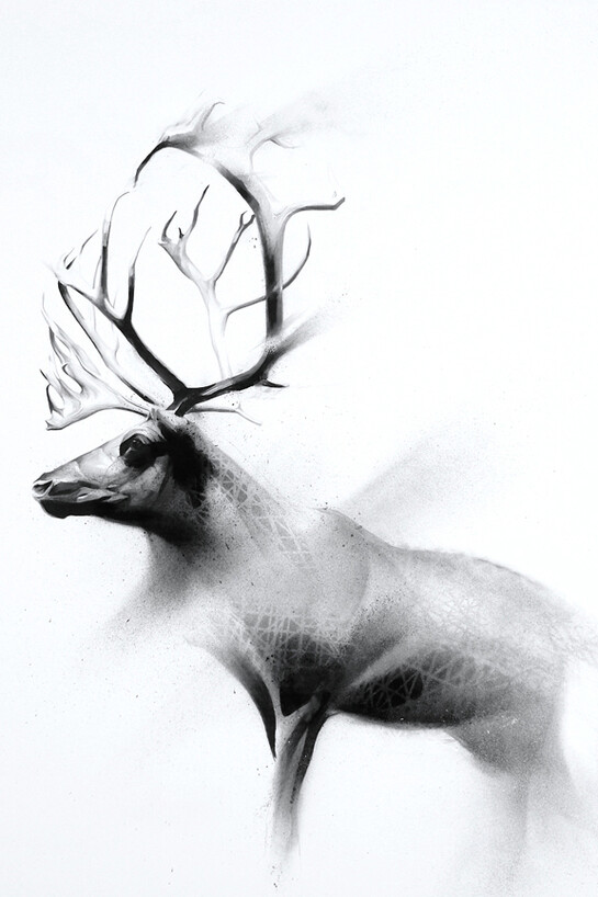 Li-Hill, Shed, (Caribou – Rangifer tarandus), Graphite and aerosol on paper, 30in x 22in (76 x 56cm)
