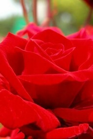 Close-up of a beautiful rose
