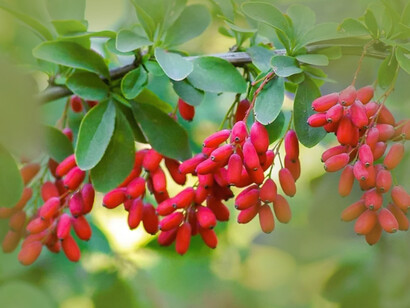 TikTok and Reddit influencers are spreading the idea that the plant-based chemical called berberine can be a replacement for such popular diabetes and weight loss drugs