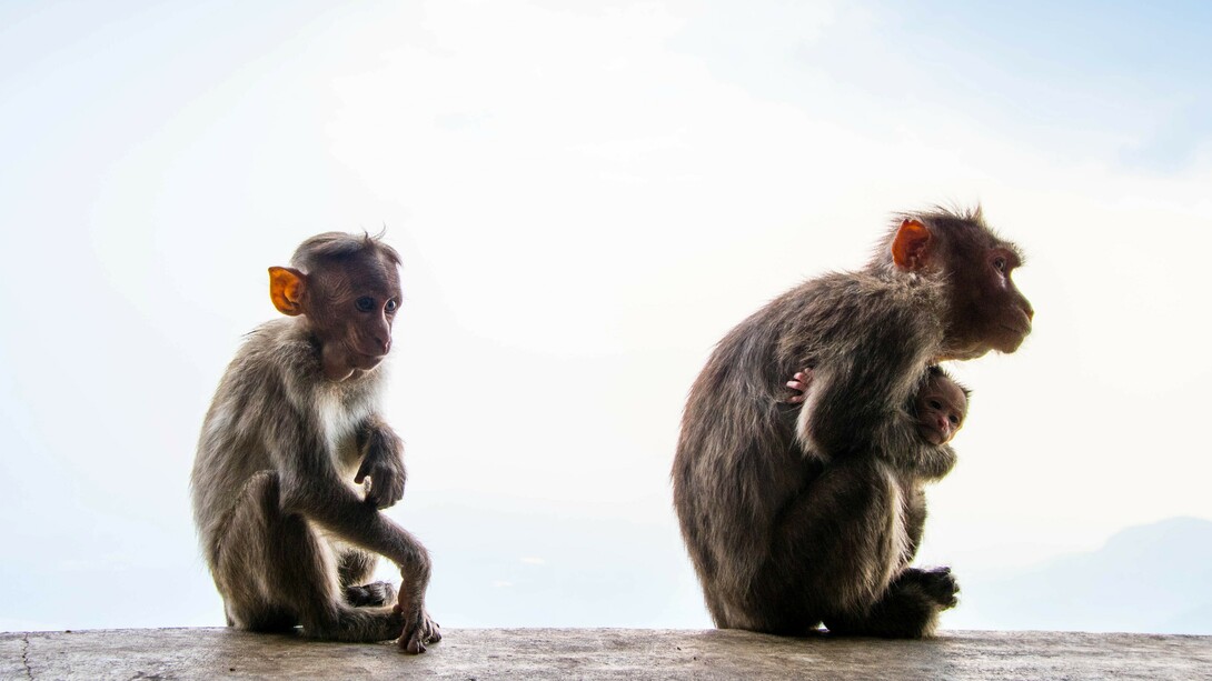 Moral judgment in monkeys