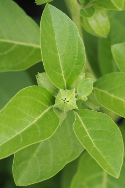 A erva possui propriedades antienvelhecimento comprovadas, incluindo melhora na hemoglobina, cabelo e função sexual