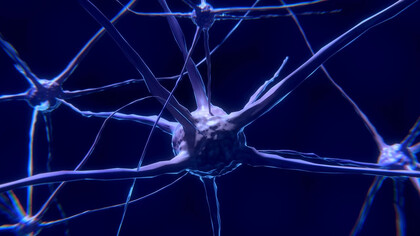 Rappresentazione di una rete di neuroni. La neuroplasticità, spesso definita semplicemente come "plasticità cerebrale", è la capacità del cervello di adattarsi, cambiando e ristrutturarsi in risposta all'esperienza, all'apprendimento e all'addestramento