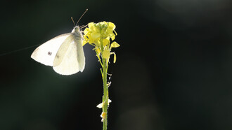 Small White backlit and with space for artistic effect © Gehan de Silva Wijeyeratne