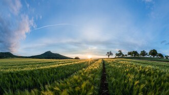 Campo di grano al tramonto