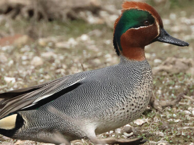 Common Teal © Gehan de Silva Wijeyeratne
