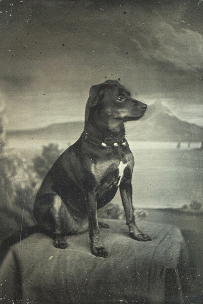 Carl Ferdinand Stelzner, Ulla, der hund im Hause Stelzner (detail), 1850-1865. Mit freundlicher genehmigung der Hamburger Kunsthalle