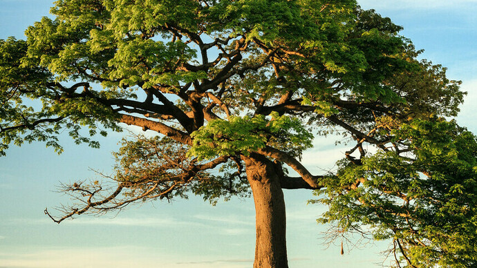 A fertile tree represents nature and questions the place of human beings in the larger natural landscape of the planet
