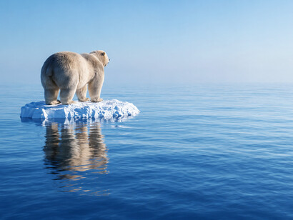 A polar bear stands on a melting iceberg, highlighting the growing impact of global warming on Arctic habitats