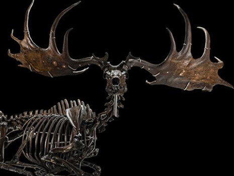 David H. Koch Hall of Fossils. Deep Time. Courtesy of Smithsonian's National Museum of Natural History