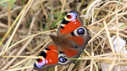 Peacock in wild patch in London's Green Park © Gehan de Silva Wijeyeratne