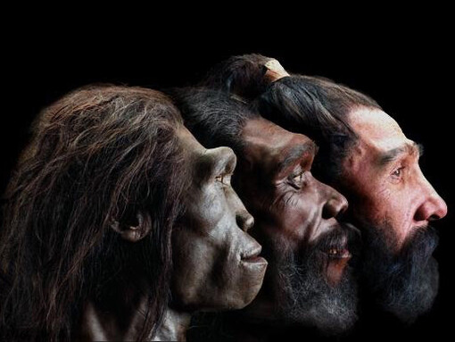 La comparsa del genere Homo iniziò con un processo fondamentale per noi esseri umani: l'aumento vertiginoso del cervello