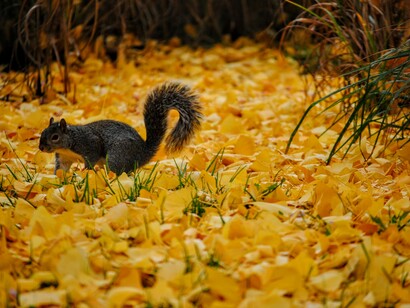 Funny inhabitants of nature