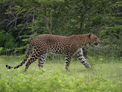 Leopard © Gehan de Silva Wijeyeratne