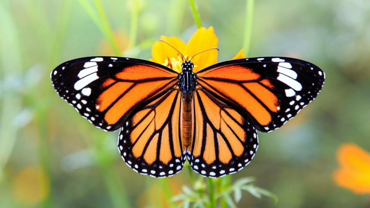 Monarch Butterfly