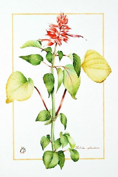 Salvia Splendens, acquerello