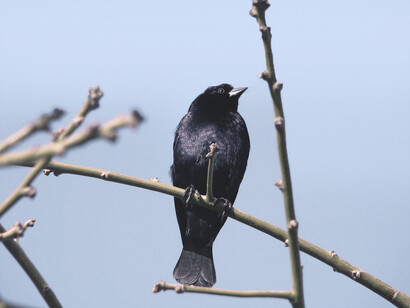 Cuando me desperté, recordé haber visto el majestuoso pájaro y su lento revoloteo mientras cruzaba, un aleteo que apenas hacía resistencia al viento