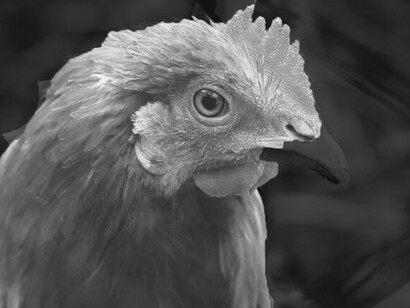 Desde que se detectó el brote, más de 130 millones de aves han muerto, según los datos de la Federación de la Oficina Agrícola estadounidense