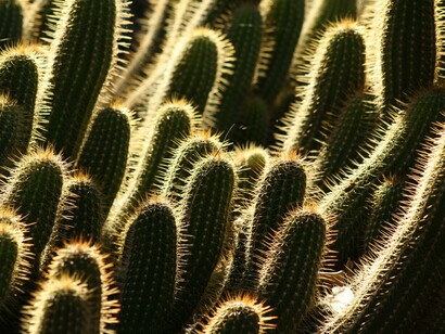 Cactus no deserto do Sahara