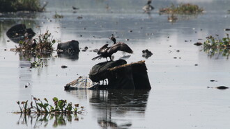 Mais uma tragédia em gestação no Rio de Janeiro: a destruição do sistema de lagoas da Baixada de Jacarepaguá. Foto de Mario Moscatelli

