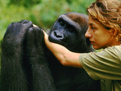 La cercanía entre el hombre y sus parientes primates. Imagen: Fundación Dian Fossey