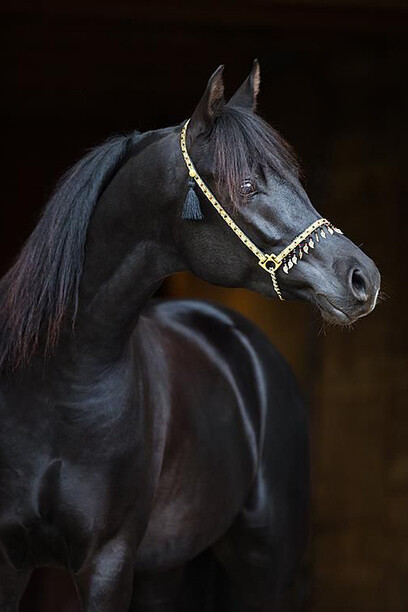 Black Arabian Horse © Alexia Kruscheva 
