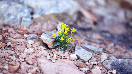 La questione ambientale è tornata alla ribalta negli ultimi tempi