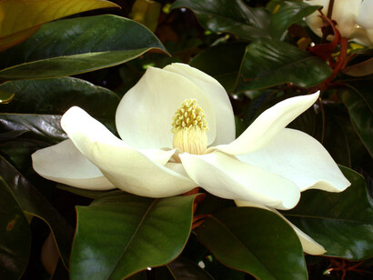 Flor de magnolio. Se detuvo junto a los magnolios y, obedeciendo a un impulso primitivo, hundió sus manos en la tierra, admirando esa obra natural sin líneas rectas