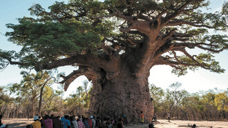 Baobab (Adansonia grandidieri) © Louise Jasper
